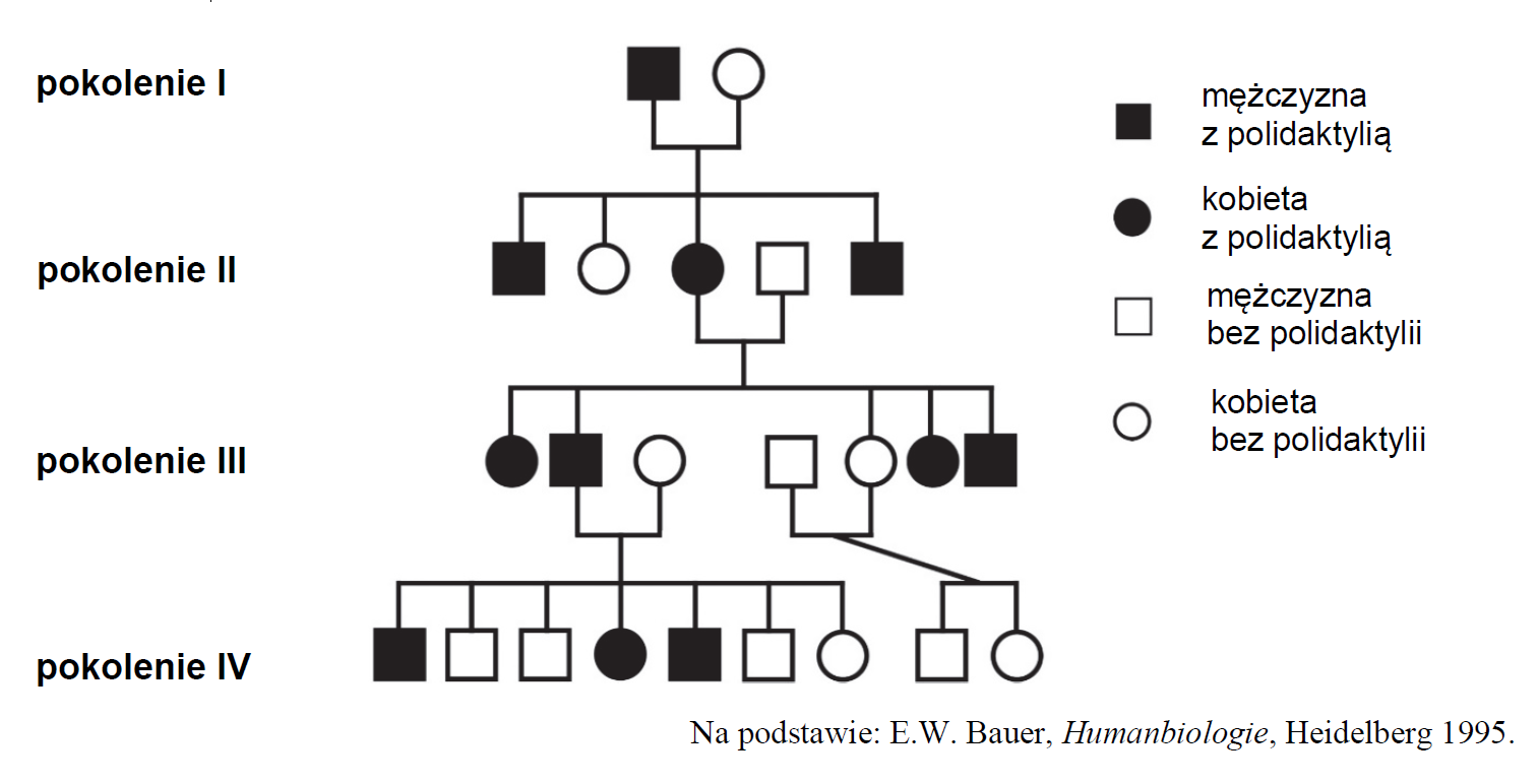 Dziedziczenie polidaktylii – efekt mutacji.