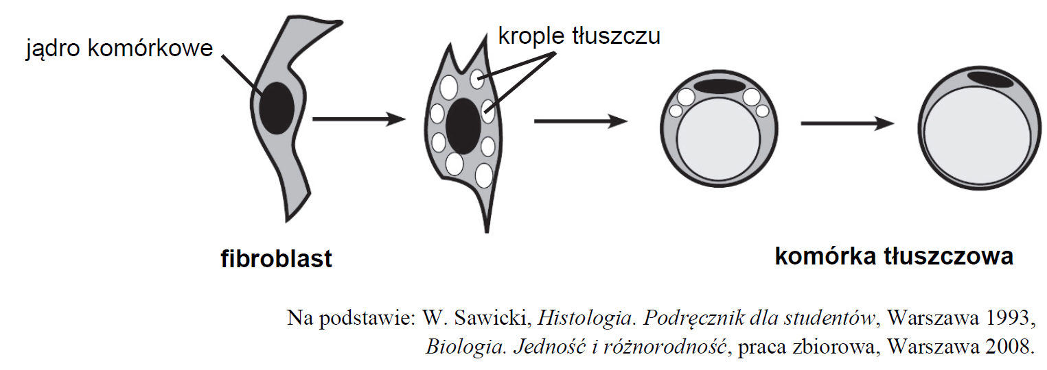 Fibroblasty tkanki łącznej. Przekształcanie fibroblastów w adipocyty.