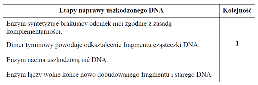 Etapy naprawy uszkodzonego DNA.