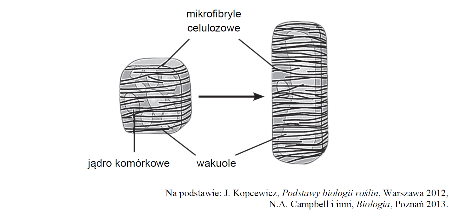 Wzrost ściany komórkowej, odkładanie warstw celulozowych.