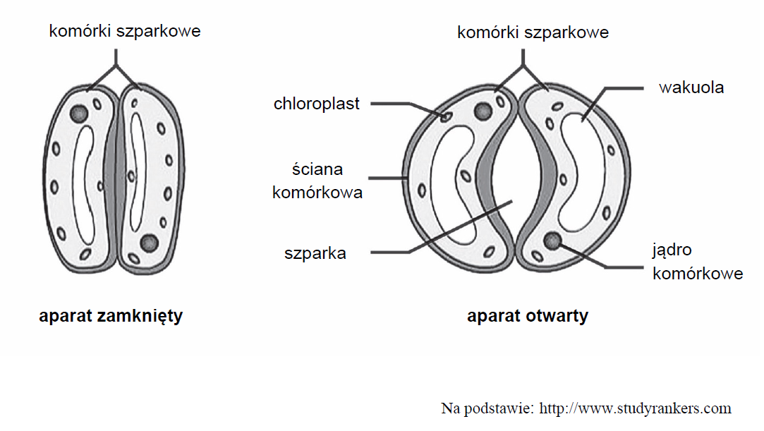 Otwieranie i zamykanie aparatów szparkowych. Turgor komórek szparkowych.