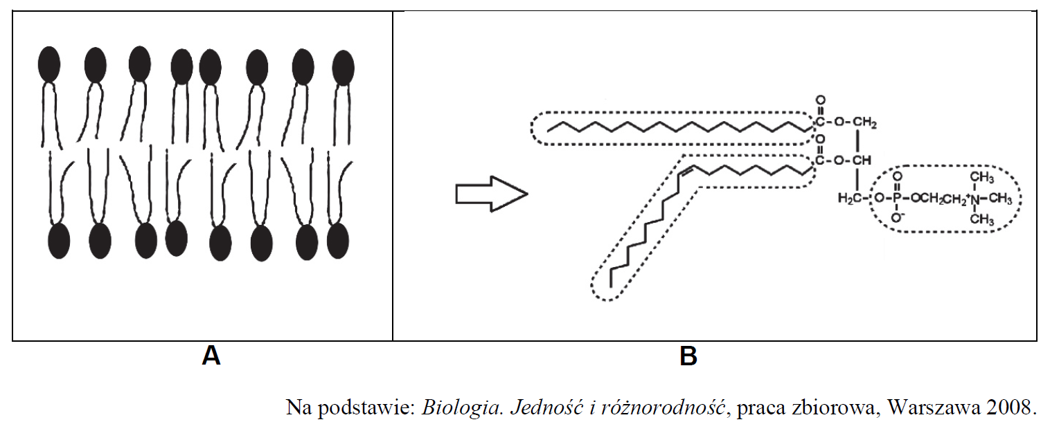 Budowa błony komórkowej, dwuwarstwa fosfolipidowa