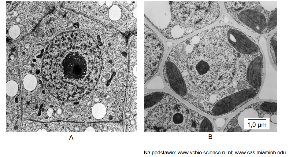 Komórka roślinna – organella