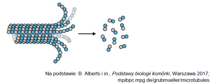 Organella komórkowe – mikrotubule i mechanizm ich działania