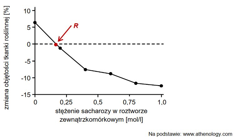 Potencjał wody w miękiszu spichrzowym bulw ziemniaka