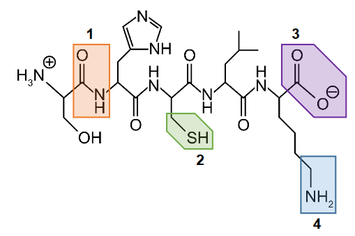 Oligopeptydy – sekwencja aminokwasów i wiązania między nimi