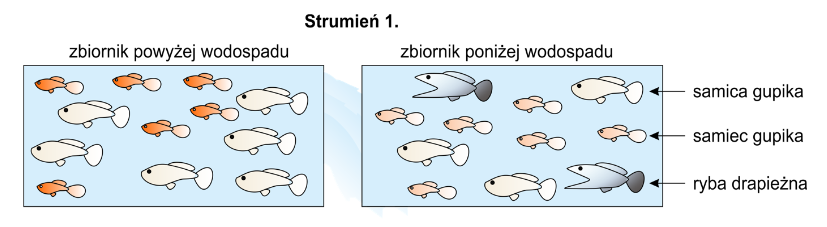 Ubarwienie samic i samców gupika