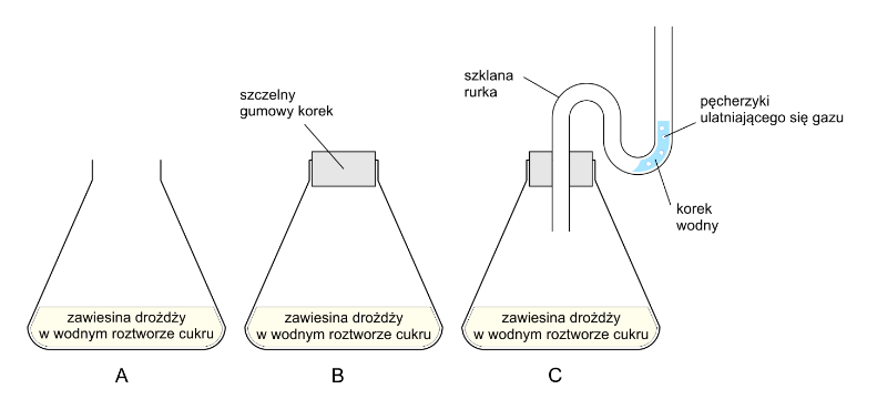 intensywność fermentacji alkoholowej przeprowadzanej przez drożdże piekarnicze