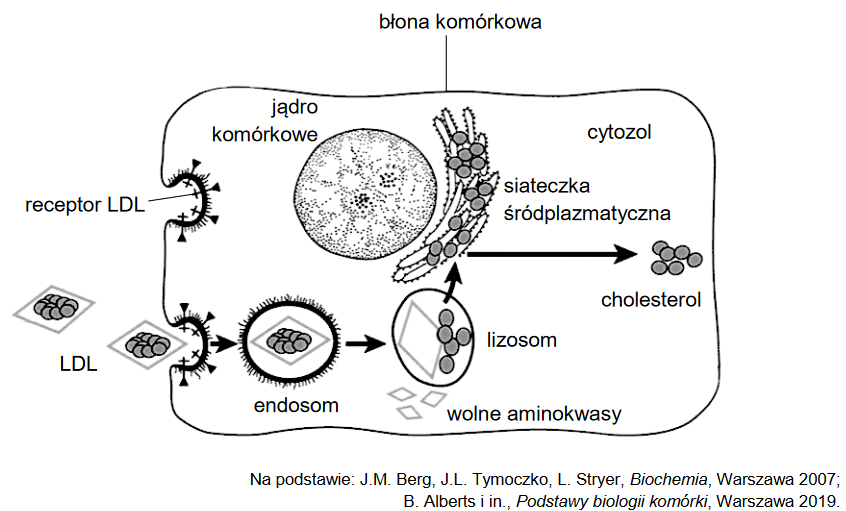 Cholesterol i jego transport w krwiobiegu