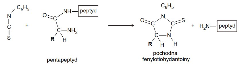 Sekwencja aminokwasów w peptydach – analiza składu