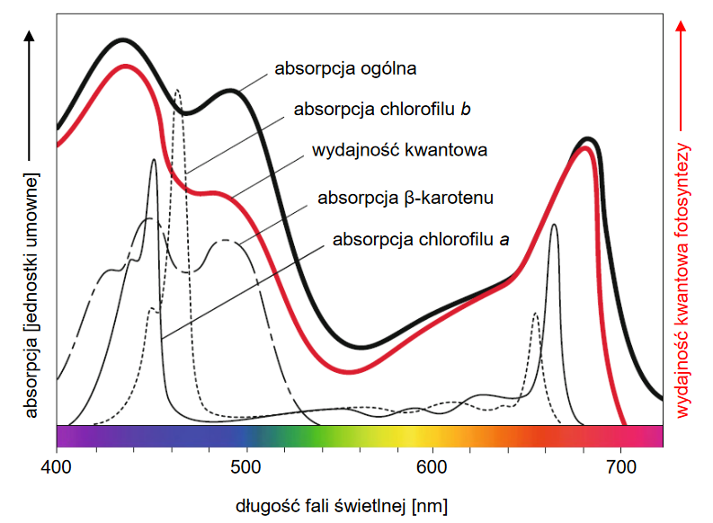 Organella komórki roślinnej – chloroplasty