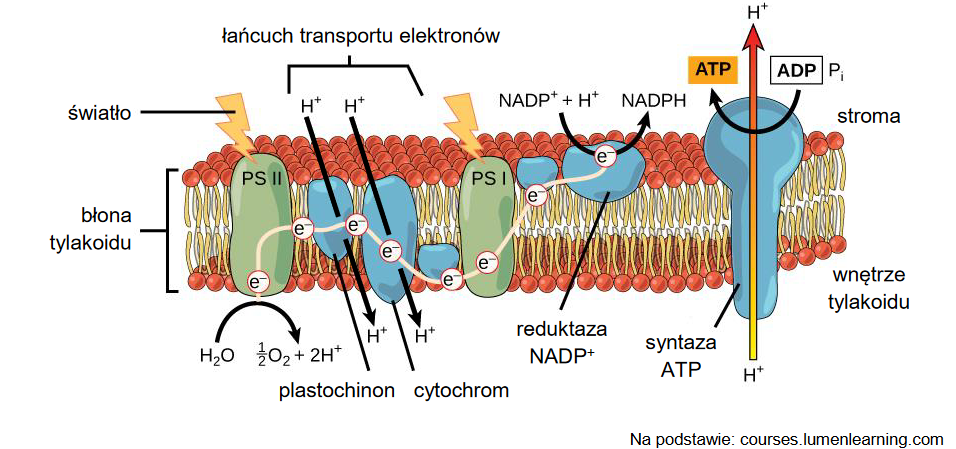 organella komórki roślinnej – chloroplasty