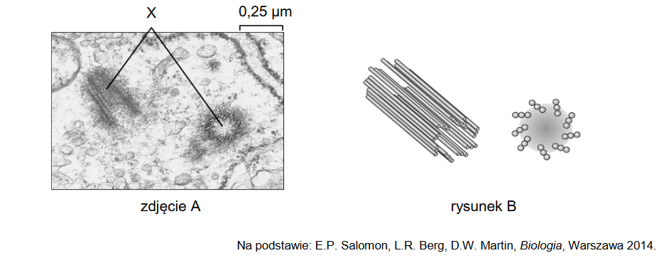 Roślinne organella komórkowe