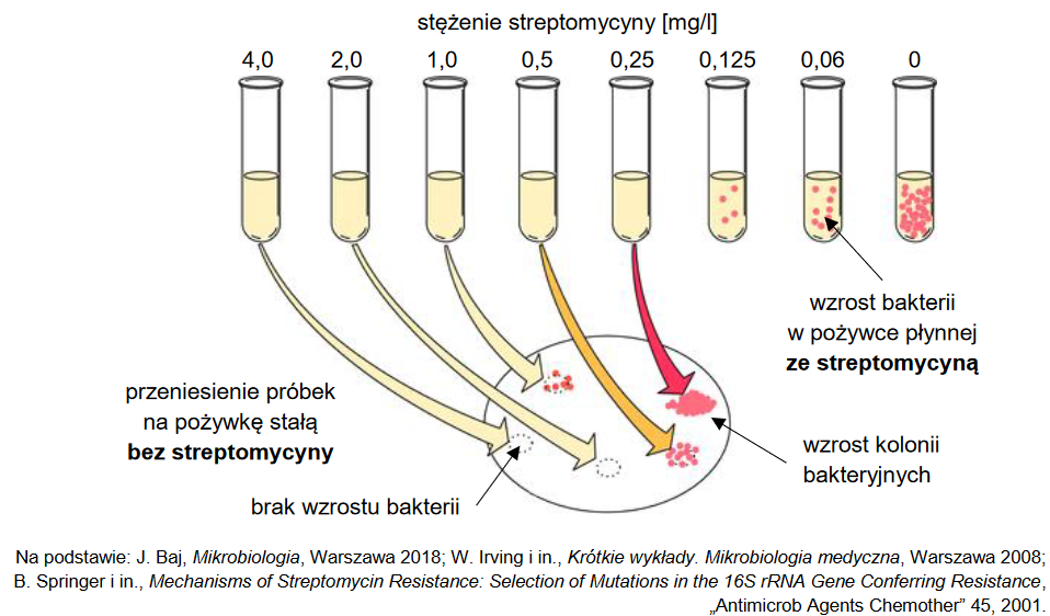 Ustalenie właściwej dawki antybiotyku – wartości MIC oraz MBC