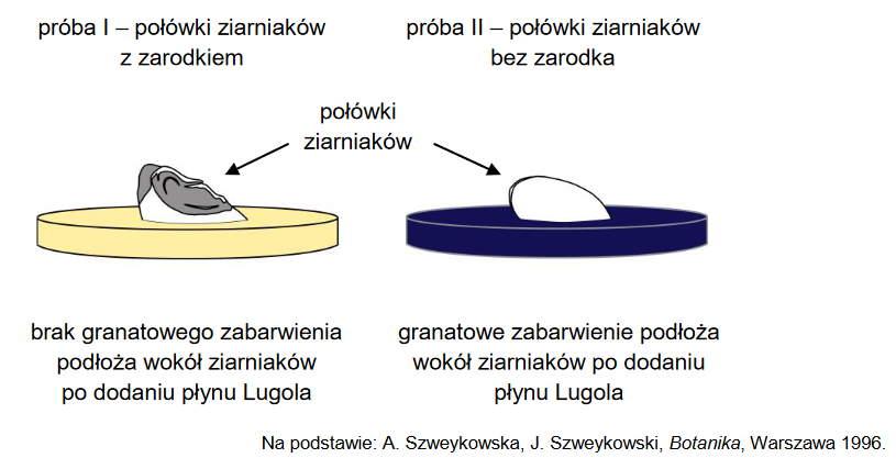 Rozkład materiałów zapasowych zgromadzonych w bielmie nasion