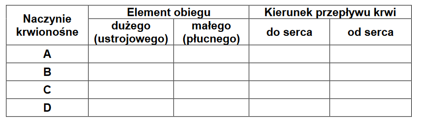 Fizjologia pracy serca człowieka