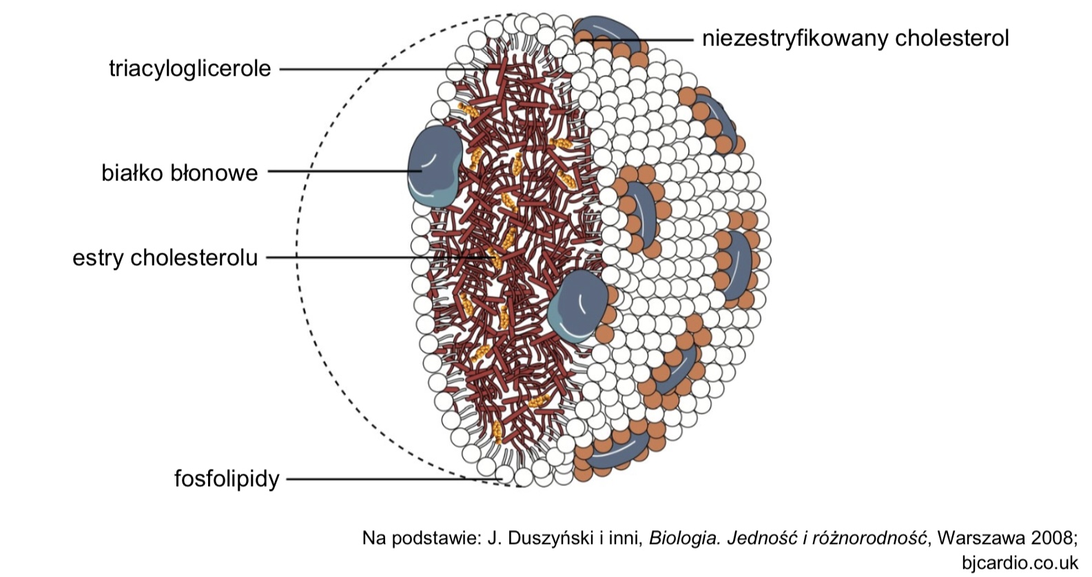 Składniki osocza krwi – lipoproteiny