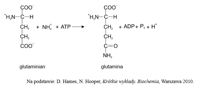 jony amonowe – produktem deaminacji w ludzkich komórkach