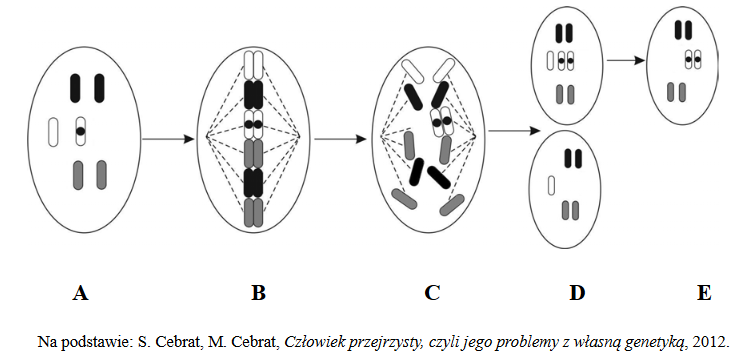 gen RB1 zlokalizowany na 13 chromosomie