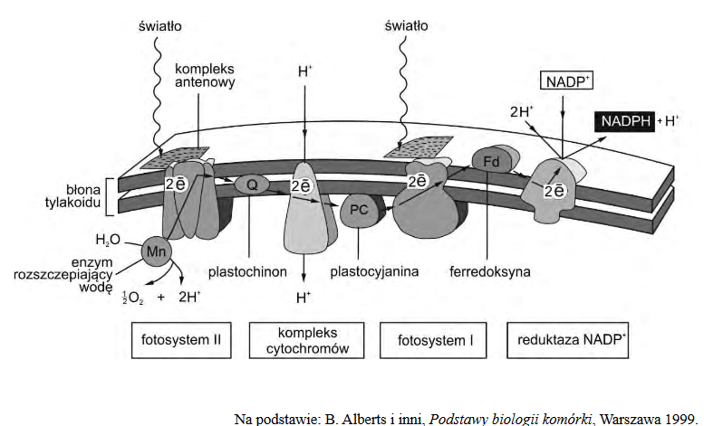 transport elektronów zachodzący podczas reakcji świetlnych fotosyntezy u roślin