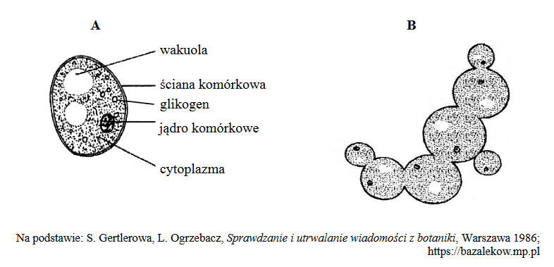 drożdże szlachetne – ich zastosowanie do produkcji szczepionki przeciwko WZW typu B