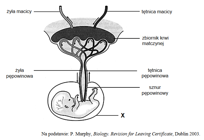 krążenie łożyskowe płodu
