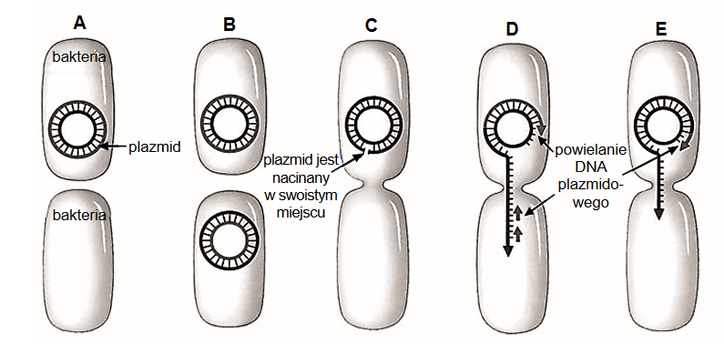 drogi transferu materiału genetycznego pomiędzy komórkami bakterii