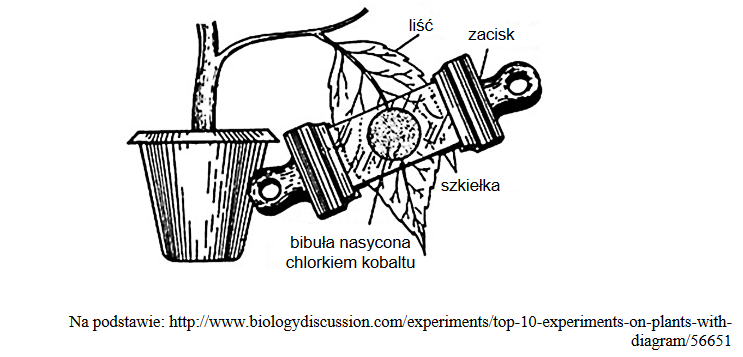 doświadczenie z chlorkiem kobaltu