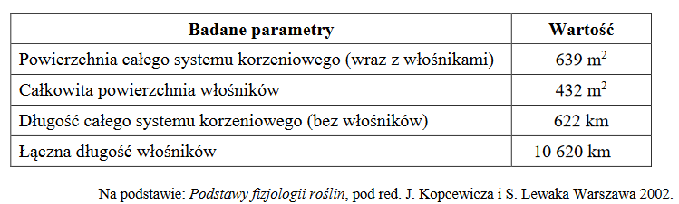 Żyto zwyczajne – roślina uprawna należąca do gromady okrytonasiennych