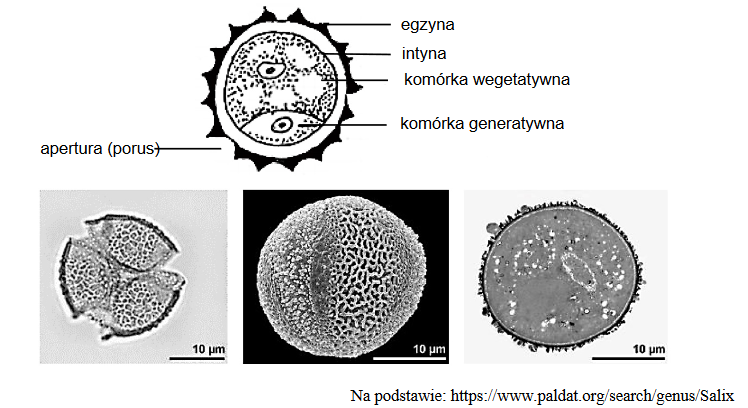 budowa dojrzałego ziarna pyłku rośliny okrytonasiennej