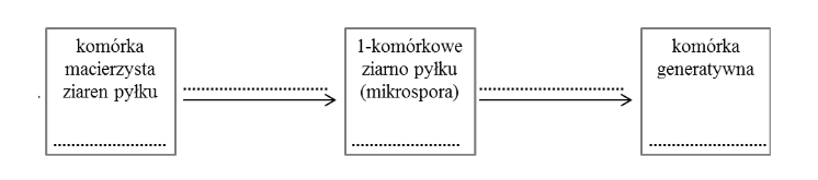 budowa dojrzałego ziarna pyłku rośliny okrytonasiennej