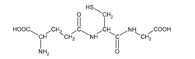 Glutation – tripeptyd występujący w komórkach organizmów roślinnych i zwierzęcych