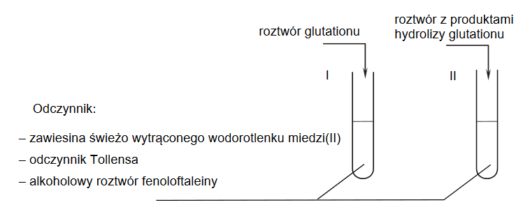 Glutation – tripeptyd występujący w komórkach organizmów roślinnych i zwierzęcych