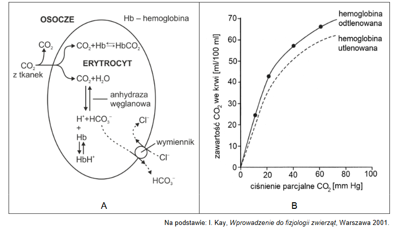 procesy związane z transportem CO2  zachodzące w ludzkim erytrocycie