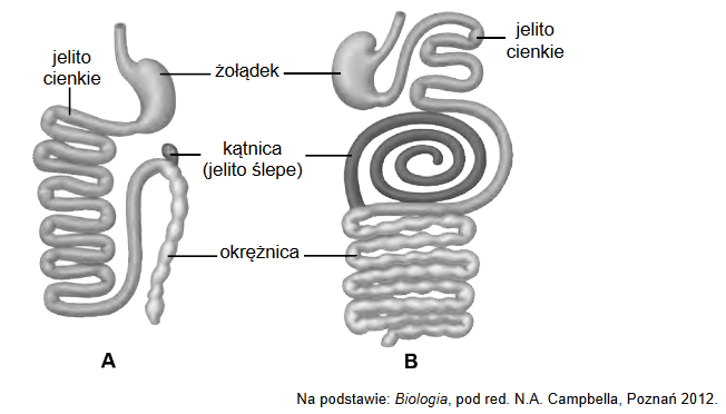 Adaptacja układu pokarmowego ssaków do odżywiania się określonym rodzajem pokarmu