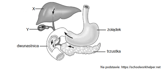 żołądek człowieka – budowa i funkcja