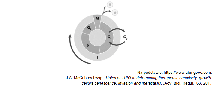 „strażnikiem genomu” – Gen TP53