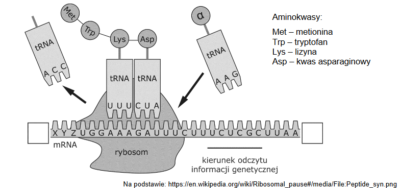 synteza peptydów