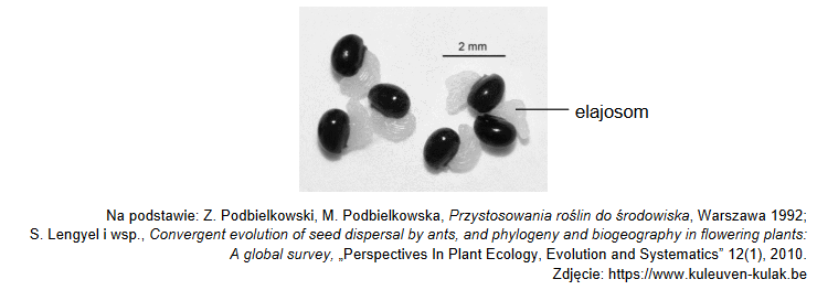 Mrówki – siewcy nasion roślin