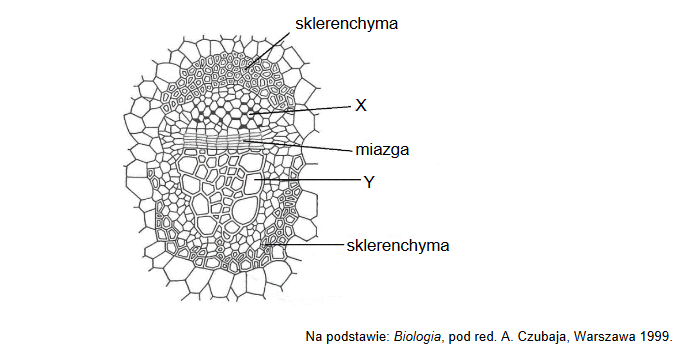 łodyga rośliny dwuliściennej – obecność wiązki przewodzącej kolateralnej otwartej