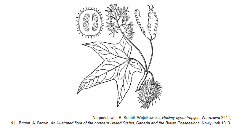 Kolczurka klapowana – jednoroczne pnącze z rodziny dyniowatych