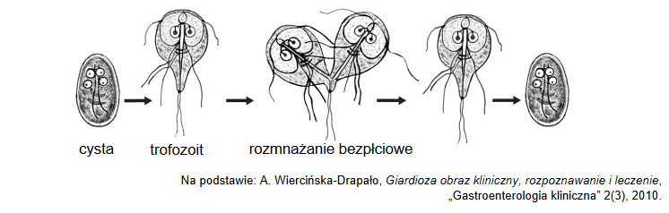 giardia jelitowa – szeroko rozpowszechniona chorobą pasożytnicza