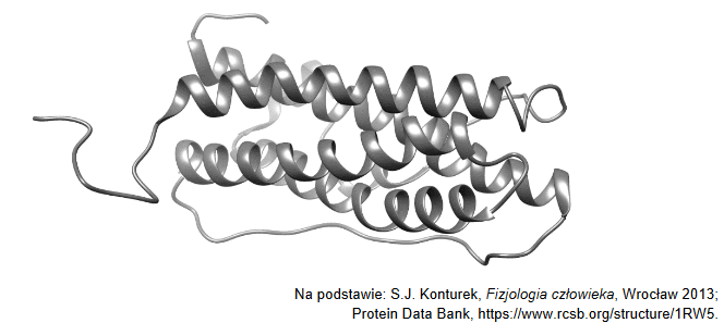 Prolaktyna – hormon wydzielany przez gruczołową część przysadki mózgowej