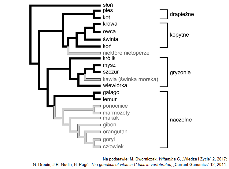 Metabolizm witaminy C (kwasu L-askorbinowego) w organizmie człowieka