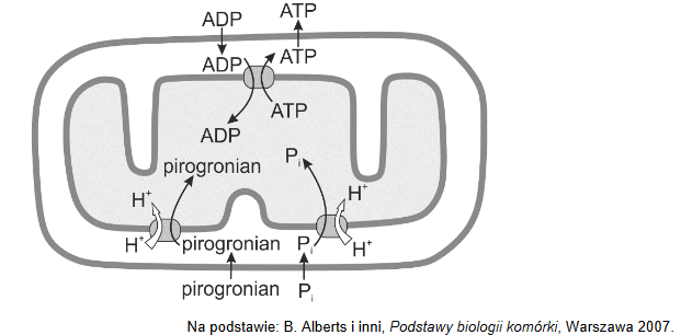 gradient protonowy – motor do syntezy ATP i transportu metabolitów