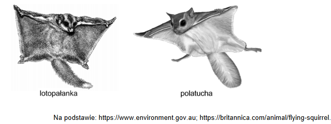 Lotopałanki i polatuchy – niewielkie ssaki prowadzące nadrzewny tryb życia