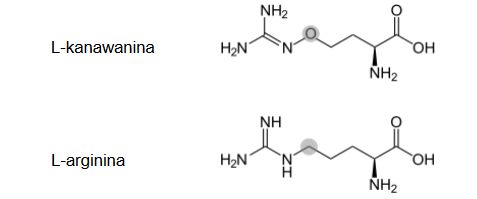 L-kanawanina – aminokwas występujący wyłącznie u roślin bobowatych