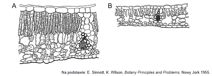 różna morfologia blaszek liści klonu cukrowego zależna od warunków wzrostu