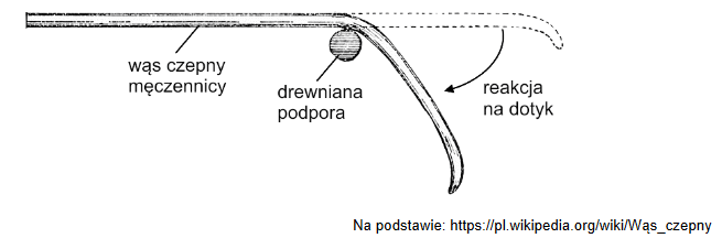 Wąs czepny męczennicy – przekształcony pęd boczny