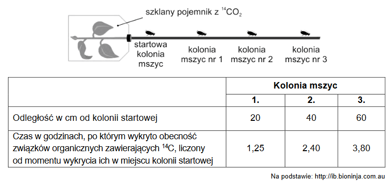 rostrum – element aparatu gębowego mszyc